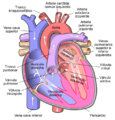 Diagram of the human heart (cropped) es