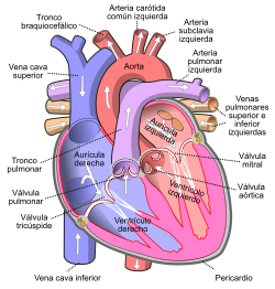 Diagram of the human heart (cropped) es.svg