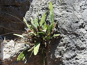 Archivo:Disocactus crenatus 10
