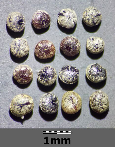 Dysphania botrys sl6