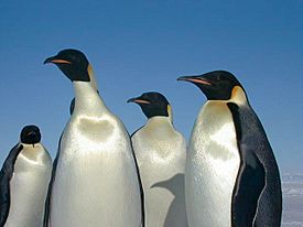 Archivo:Emperor penguins