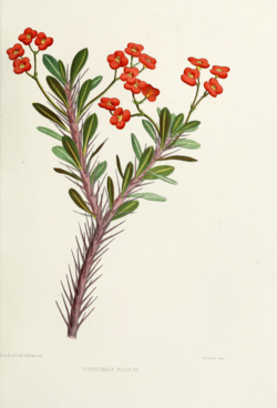 Archivo:Flower-euphorbia-bojeri