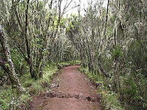 Archivo:Forest in Marangu route in Kilimanjaro area 001