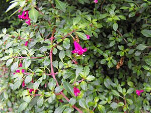 Archivo:Fuchsiathymifolia