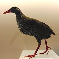 Archivo:Gallirallus okinawae Stuffed specimen