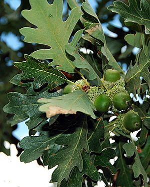 Archivo:Gambel oak leaves