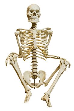 Homo sapiens skeleton - MUSE.JPG