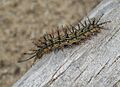 Hylesia nigricans larva