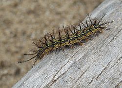 Hylesia nigricans larva.jpg