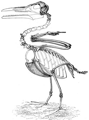 Archivo:Ichthyornis skeleton