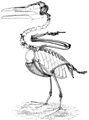 Ichthyornis skeleton