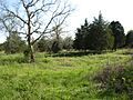Inner Nashville Basin savanna with Ast bibulatus