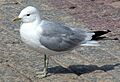 Larus canus canus in Helisnki