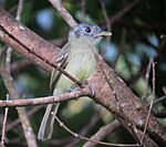 Archivo:Leptopogon superciliaris Atrapamoscas orejinegro Slaty-capped Flycatcher (7381913234)