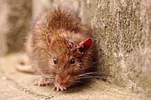 Archivo:London Scruffy Rat