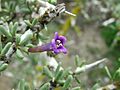 Lycium intrincatum (flor)