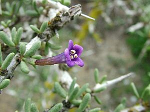 Archivo:Lycium intrincatum (flor)