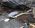 Motacilla cinerea (eating moth)
