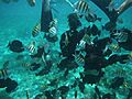 Museo Subacuatico