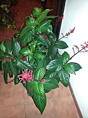Archivo:Odontonema strictum - Six-month pot-grown plant