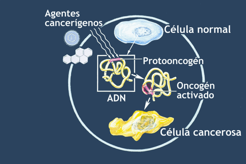 Oncogenes illustration-es