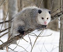 Archivo:Opossum 2