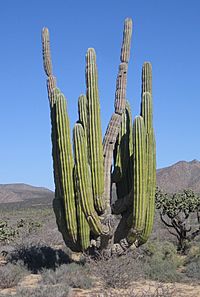 Archivo:Pachycereus pringlei cardon sahueso