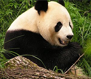 Archivo:Panda closeup