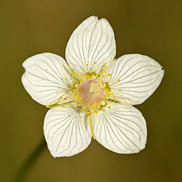 Archivo:Parnassia palustris - Niitvälja bog2