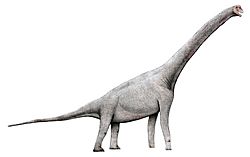 Archivo:Pelorosaurus2