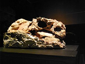 Archivo:Pinacosaurus in Japan