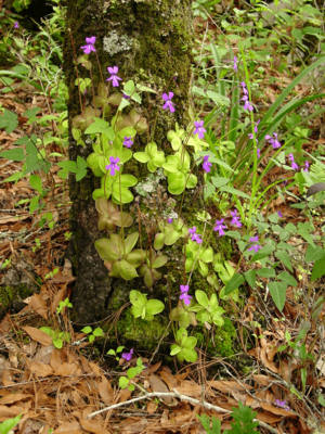 Archivo:Pinguicula moranensis tree