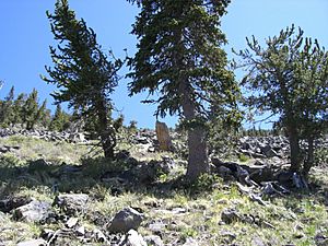Archivo:Pinus aristata Humphreys1