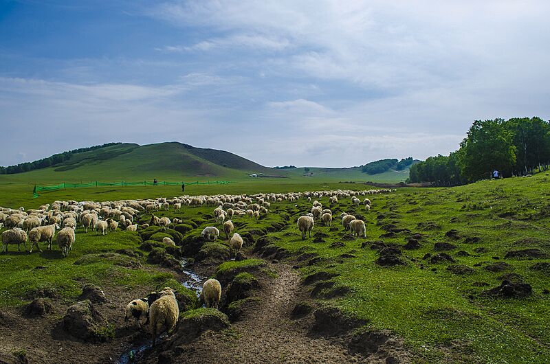 Prairie (113045881)