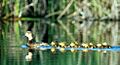 Redhead duck (Aythya americana) female and offspring