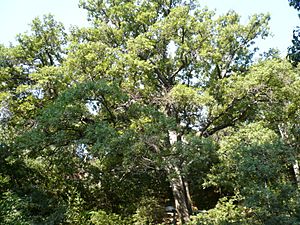 Roure cerrioide (Quercus cerrioides) al parc de la Font del Racó - arbre d'interès local P1060065.jpg
