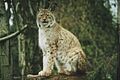 S205 Lynx-Heildelberg Zoo 2005
