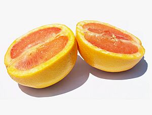 Archivo:Sliced Grapefruit