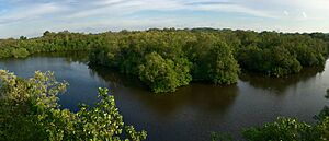Archivo:Sungei Buloh Wetlands