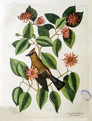 Archivo:The natural history of Carolina, Florida, and the Bahama Islands, 1754 Garrulus Carolinensis - The Chatterer (19117862074) rev