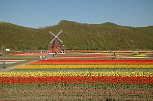 Archivo:Tulip field Kamiyubetsu Hokkaido japan