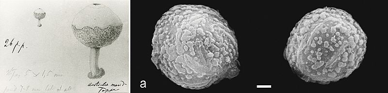 Tulostoma pulchellum (10.3897-mycokeys.21.12176) Figure 14