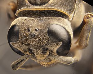 Archivo:Wasp head