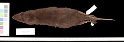 1928.10.1.10 Skin Dorsal Skins-2 MG 1645-S.jpg