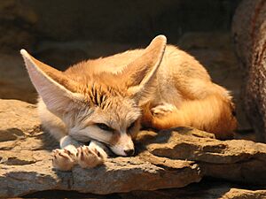 Archivo:2009-03-07Vulpes zerda016