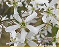 Amelanchier canadensis flower