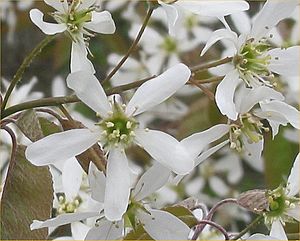 Archivo:Amelanchier canadensis flower