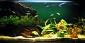 Aquariumsimple