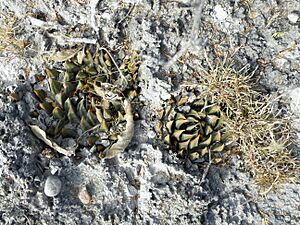 Archivo:Aroiocarpus trigonus (5686121449)
