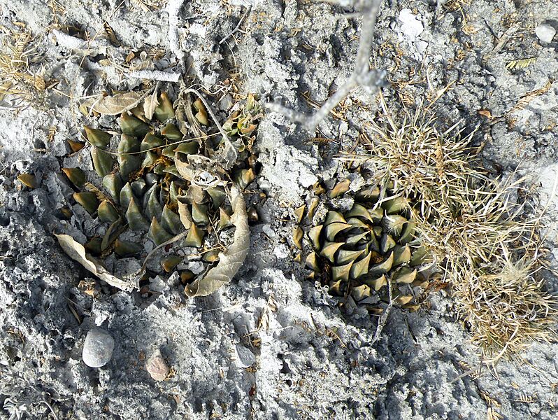 Aroiocarpus trigonus (5686121449)